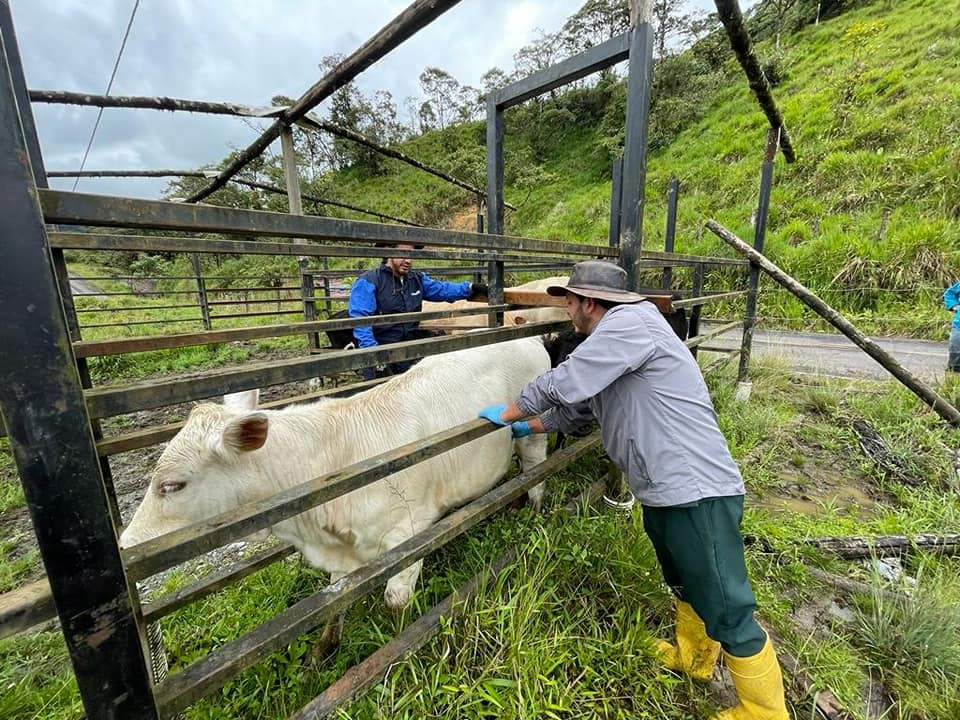 BRIGADA DE DESPARACITACIÓN, VITAMINIZACIÓN Y CIRUGÍAS DE ANIMALES MAYORES Y MENORES